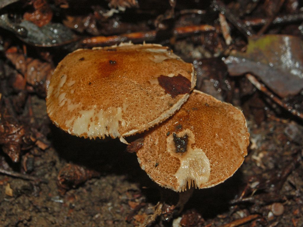 Ancora funghi inzuppati ...(cfr. Lepiota sp.)